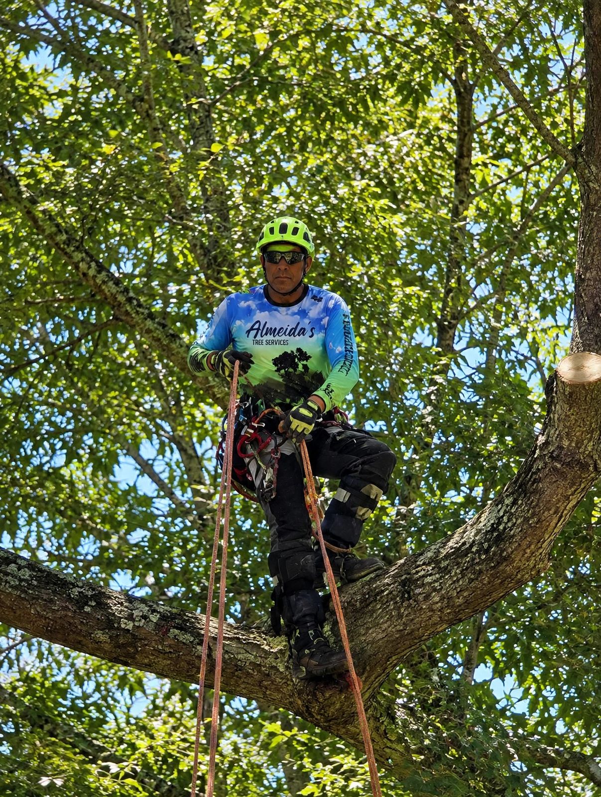Almeida's climber standing on a large branch with ropes