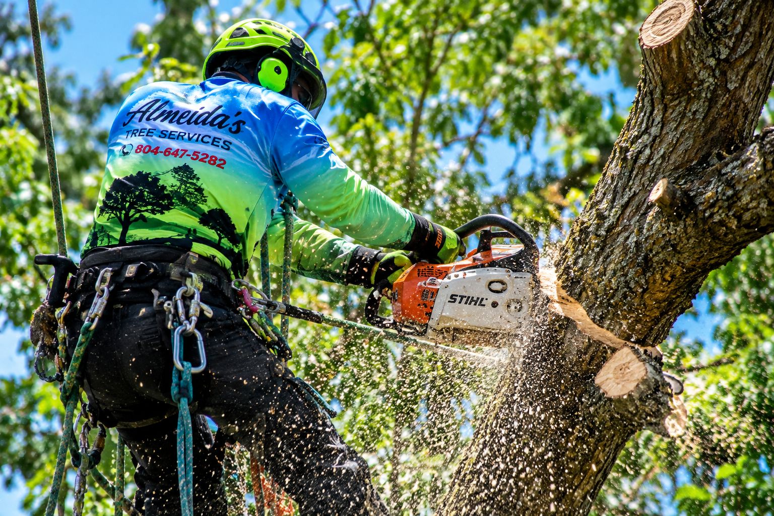 Climber cutting a limb with a chainsaw high in a tree