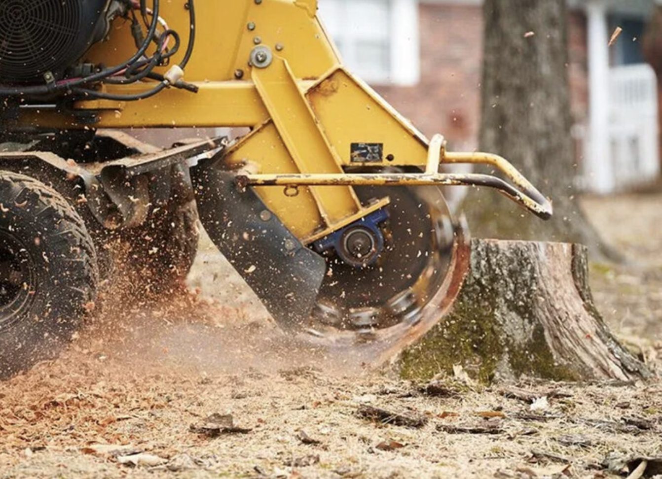 Stump grinder cutting a tree stump down to the ground