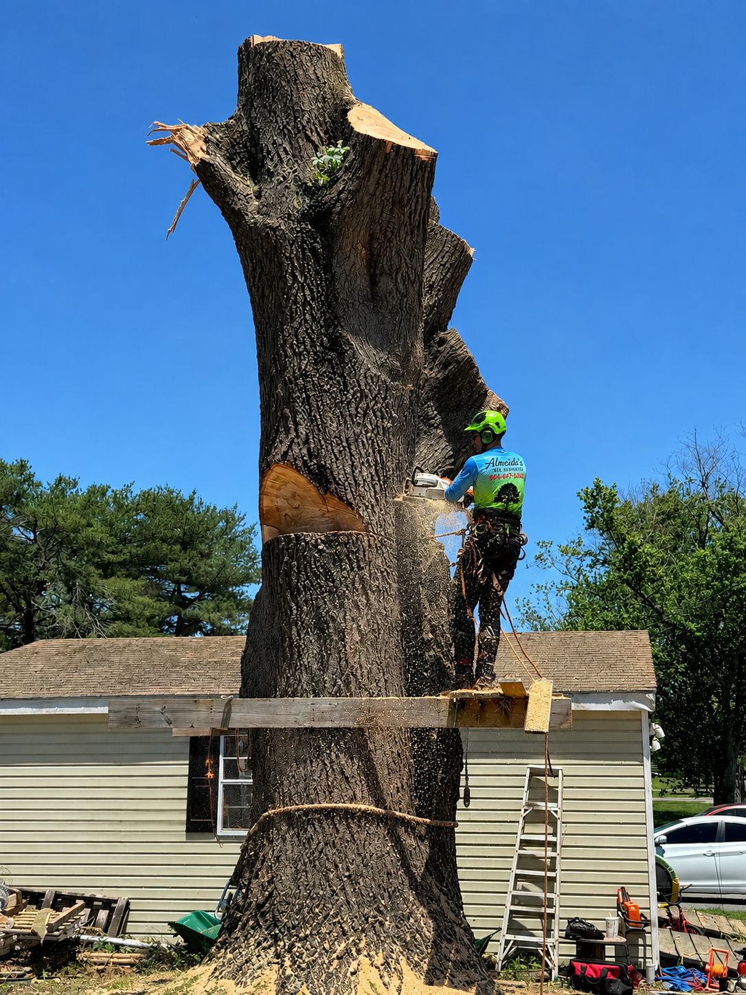 Climber removing a tall tree trunk next to a house